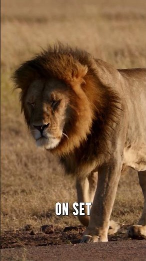 Ever wonder about the MGM lion?