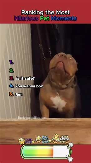 Here are the most Hilarious Pet Moments.