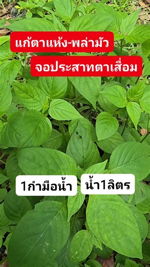 #บำรุงสายตา #ตาพล่ามัว #จอประสาทตาเสื่อม #ตำลึงหวาน #สมุนไพรพื้นบ้าน | ยาไทยเล่าเรื่อง
