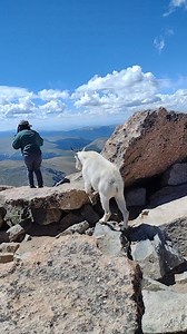 Another close call! #mountaingoat #mountain #mountains #colorado #wildlifeencounters #closecall #Dangerous #wildlife #wildlifevideos #foryouシ #foryou #reels #reelsfb #reelsvideo #reelsviral #fbreels #foryoupageシ | Colorado Adventures