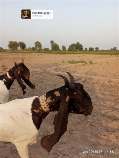 2.3K views · 191 reactions | دوستو ھي شوق ڪيئن آھي #villagegoatsfarm #paterigoat #fb #trendingpost #topquality | Village goats farm | Facebook