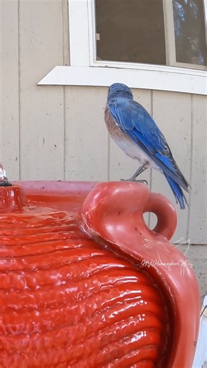 6K views · 169 reactions | #nature #birdwatching | HV Hummingbird Alley | Facebook