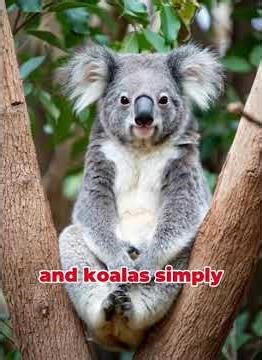 Koala Is The Dumbest Animal In The World.