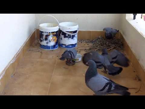 Pigeon Life Cycle-Amazing video !