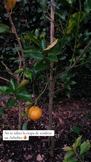 #domingou #y #fruta #estapartedemividasellamafelicidad #mandarina🍊 #viral_video