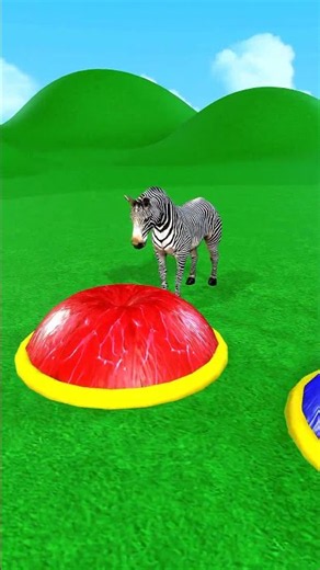 Zebra-3D Animals💥