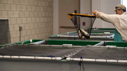 CDFW’s Salmon Conservation and Research Facility (SCARF) in Fresno County was completed last year. Utilizing state of the art technology, SCARF maximizes efficiency and productivity to restore a self-sustaining population of Central Valley spring-run Chinook salmon on the San Joaquin River. These Chinook vanished from the San Joaquin River in the 1950s after completion of the Friant Dam drastically reduced river flows and blocked fish from spawning grounds. Since 2012, an interim hatchery has be