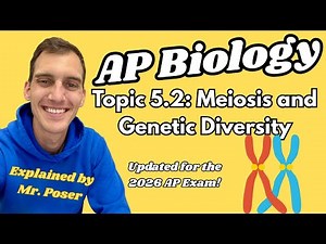 5.2 Meiosis and Genetic Diversity - AP Biology (Updated 2025-2026)