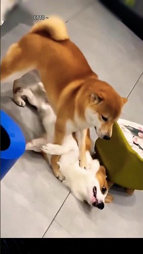 When You Have Two Dogs at Home… Chaos and Cuteness! 🐾😂