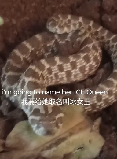 Ice Queen has entered the building. I had a gift card that covered the first $200 and traded my only Tokay hatchling from 2025 and a super snowflake whites tree frog for her .#tippingthescalesexotics #dfwreptarium #snake #hognose