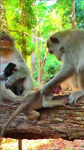 Monkey species: The baby monkey got a painful beating for constantly clinging to its mother.