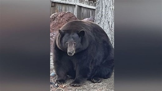 ‘Hank the Tank’ breaks into another California home