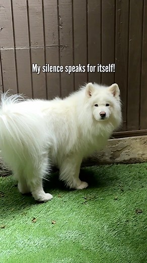 63K views · 5.1K reactions | A little privacy please! I don’t watch humans potty, so I expect the same consideration. ‍♀️ Does your pup respect your privacy? #doglife #doglover #samoyed | Coconut Rice Bear | Facebook