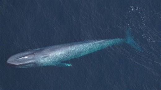 Blue whales seen near Cape Cod, Martha's Vineyard in back-to-back sightings