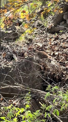 Groundhogs, also known as woodchucks or whistlepigs,are large,burrowing rodents in the marmot family