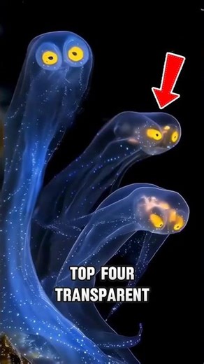 Top 4 Transparent Animals You Won’t Believe Exist!