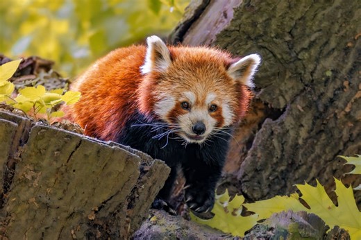 Das sind die fünf größten Zoos in NRW
