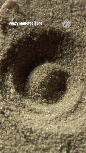 Remember the Sarlacc pit from Star Wars? This is basically that, but for ants. Antlion larvae are expert ambush hunters. They dig steep-sided pits, bury themselves at the base, and wait for any unsuspecting arthropods to slip into the trap.⁣⁣⁣ ⁣⁣⁣ 🎥 : #CrazyMonsterBugs | Earth Touch TV