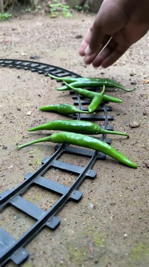 Train hit bye chilli 🌶️