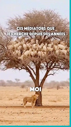 DEPUIS TOUT CE TEMPS ILS ÉTAIENT LÀ | Thomann