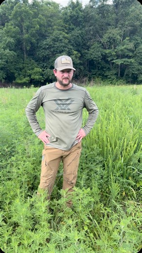 PSA! 🚨 It’s almost that time!! sericea lespedeza Control! At least the best form of control. This is the only approach we’re now using to slow the spread of this terrible invasive. To take it one step further, Sericea loves dormant season fires, so in old fields, woodlands etc, we can use fire in the winter or spring, stimulate the sericea and then return in August with herbicide. Don’t use Glyphosate to attempt to control Sericea. | Land & Legacy