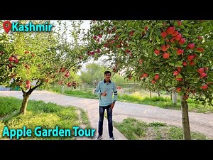 Apple Garden Tour in Kashmir 🍎 | Apple Farming in Kashmir