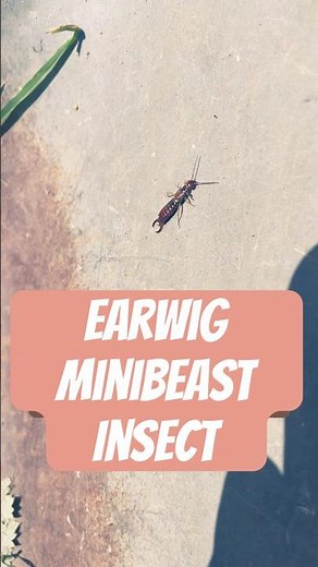 Common Earwig insect identification #summer #garden #insects #tiny #earwig
