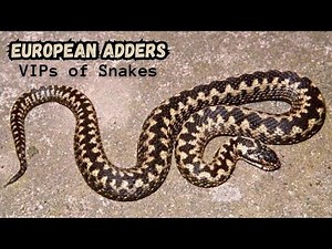 European Adders: Facts & Info | Vipera Berus | Venomous Snakes