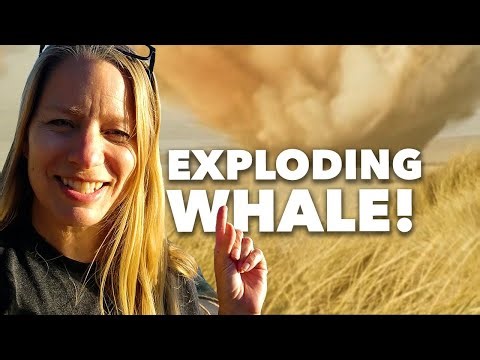 Free camping along Rt 101 & an EXPLODING WHALE (Oregon coast van life in Florence & Reedsport)