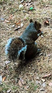🎵🎶Mum Squirrel eating a Walnut. #squirrel #animals #wildlife