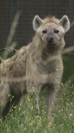 🐾 La hyène est-elle vraiment aussi méchante ?