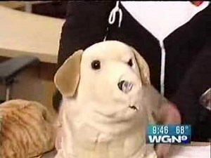 Pet CPR and First Aid