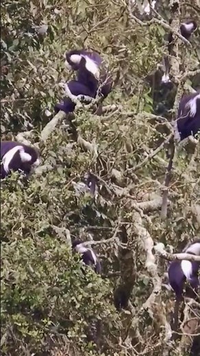 Monkey Sounds | Black White Colobus Monkey