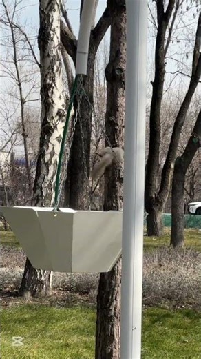 Тиін #тиін #белка #белки #squirrel #squirrels #Алматы #парк #саябақ #park #almaty #shorts #reels