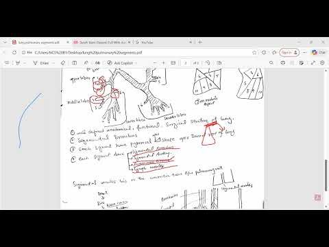 Anatomy of Bronchopulmonary Segments | Bronchopulmonary Segments: Structure " MLT DENTAL RADIOLOGY