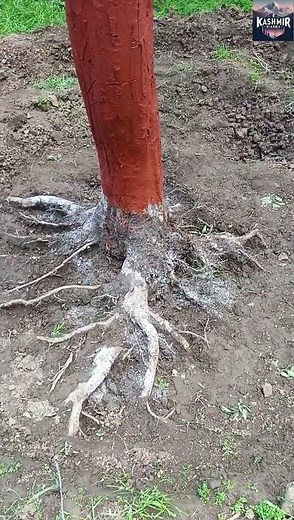 Root Rot solution in Apple Trees.
