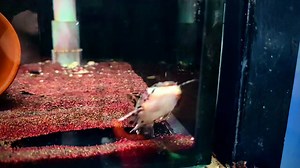 LAST PC Lisomadoras oncinus "Jaguar Catfish" | IB Aquatic Pets