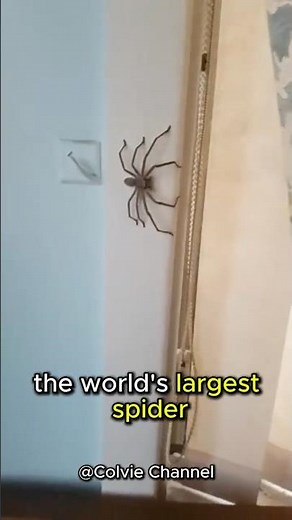 Huntsman Spiders! | World’s Widest Spiders