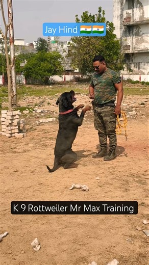 Rottweiler Mr Max Training #session #1511 #rottweiler #shorts #dog #dogtraining #traineddogs