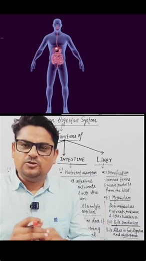Understanding the Functions of the Liver, Stomach, and Intestine
