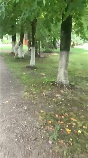 SWAN ATTACKS, DEFENDING ITS TERRITORY (swan attack) #Shorts