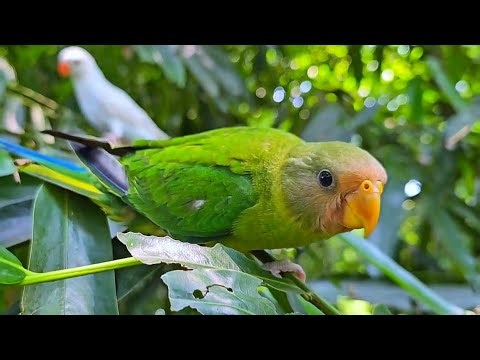 Plum Headed Parrot Sounds / Voices