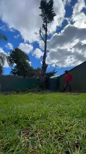 Part 2 of the pine removal | Peak Tree And Stump