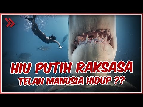 THE SECONDS WHEN A GIANT WHITE SHARK SWALLOWS A MAN ALIVE!