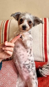 2.3K views · 144 reactions | Update: FRIDA - ADOPTED IN IRELAND ❤ Frida was found abandoned on the side of the road, all covered in fleas and ticks. She was brought to our shelter and we found a wonderful adoptive family for her in Ireland. Thank you so much Shane for offering Frida such an amazing life! Howl Of A Dog #HowlOfADog #dogrescue #shelterdog | Howl Of A Dog | Facebook