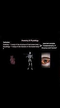 📚Part I of Introduction to Human Anatomy and Physiology (Simple Explanation) Full video: skyechuchu