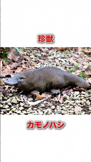 珍獣カモノハシ#豆知識 #動物 #雑学