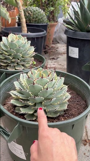 Stunning rosette beauties! Agave potatorum "Variegated Dwarf Butterfly Agave"
