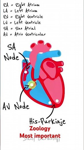 Human Heart Animation Explained ❤️ | Heartbeat Conduction System Made Easy! #shorts
