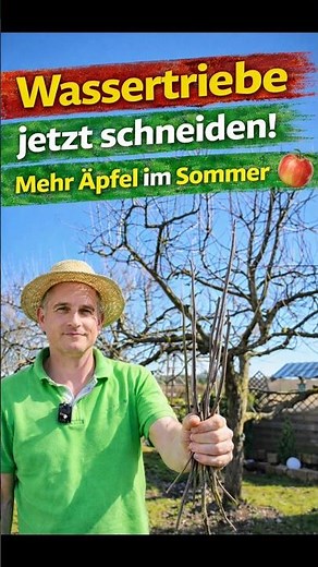 Prune your apple tree now, remove water sprouts to ensure a bountiful apple harvest. #info